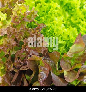 Cueillez la laitue , Lactuca sativa, gros plan Banque D'Images