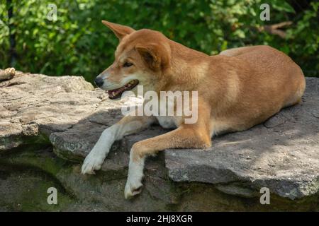 Une photo d'un chien de dingo au repos (Canis lupus dingo) en Australie Banque D'Images