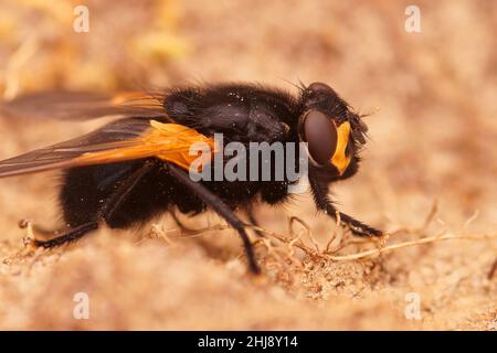 Gros plan d'une mouche noire colorée de midi ou de noonday, Mesembrina meridiana mouche assis sur le sol Banque D'Images