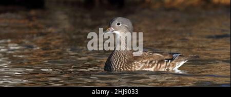 Canard mandarin, femme, natation Banque D'Images