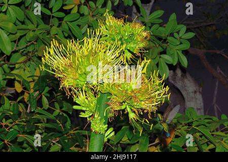 Blauschwanz-Smagragdkolibri an Agaven-Blütenstand, émeraude à queue bleue à l'agave florifère, Chlorostilbon mellisugus, Curaçao Banque D'Images