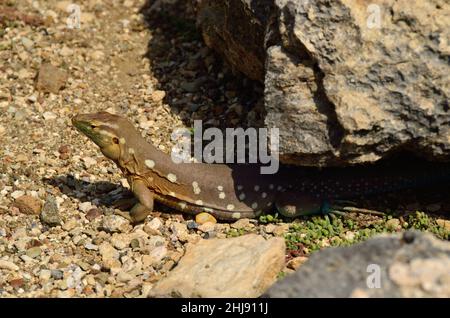 Curaçao-Rennechse, queue de Saint-Laurent, Cnemidophorus murinus, Curaçao Banque D'Images