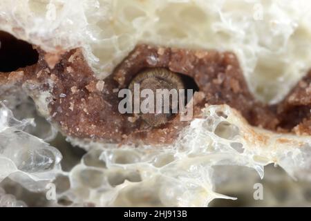 Drugand scarabée Stegobium paniceum, connu sous le nom de coléoptère du pain ou coléoptère du biscuit, est un ravageur dans les maisons, les magasins et les entrepôts.Coléoptère dans une galette. Banque D'Images