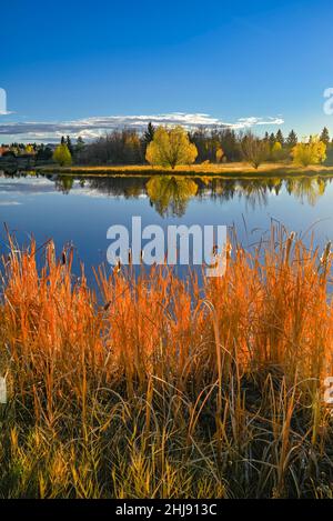 Fall color, Broadmoor Lake Park, Sherwood Park, Alberta, Canada Banque D'Images