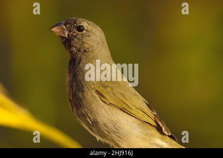 Antillen-Gimpeltangare, herbe à face noire, Melanospiza bicolor sharpei, Curaçao Banque D'Images