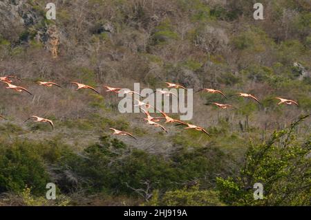 Kuba-Flamingo, Karibik-Flamingo, Flamingo des Caraïbes, Flamingo américain, Phénicopterus ruber,Jan Kok Saline, Sint Willibordus, Curaçao Banque D'Images