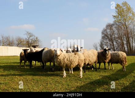 Pâturage avec moutons dans le village.Troupeau de moutons sur une ferme dans le champ.Regard de mouton.Troupeaux en zone rurale.Brebis pendant le pâturage.Fourrages et grassland con Banque D'Images