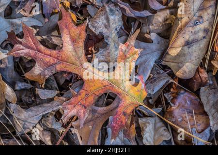 Une feuille tombée multicolore et lumineuse posée sur d'autres feuilles en décomposition qui ne sont pas si colorées en gros plan par temps ensoleillé à la fin de l'automne Banque D'Images