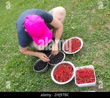 Une femme croque sur l'herbe pour enlever les tiges des baies cueillies l'été : groseilles (Ribes rubrum) et cassis (Ribes nigurum) Banque D'Images