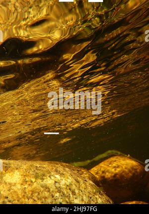 Vue dorée sombre sur les rochers mouchetés sous l'eau d'une rivière NZ du sud de l'île Banque D'Images