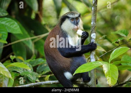 Monkey Mona (Cercopithecus mona) assis sur un arbre, Parc national du Grand Etang, Grenade. Banque D'Images