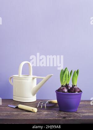 Jacinthe jeunes plantes dans un pot pourpre, un arrosoir et des outils de jardin sur la table en bois - le jardinage à la maison comme un hobby et de connexion avec natur Banque D'Images