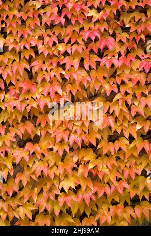 La lierre rouge grandit sur le mur en automne Banque D'Images