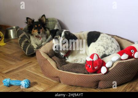 Deux chiens patchwork de trois couleurs reposent dans leur lit et regardent dans la lentille.Un environnement coloré et des jouets. Banque D'Images