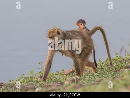 Une mère Chacma Baboon avec son bébé accroché à son dos , marchant le long de la rivière Chobe , Botswana, Afrique . Banque D'Images