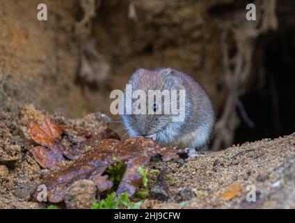 Un Bank Vole (Myodes glareolus) émergeant d'une cachette souterraine.Suffolk, Royaume-Uni Banque D'Images