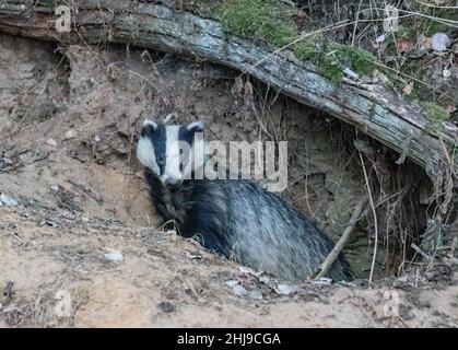 Un blaireau sauvage (Meles meles) émergeant de son sett construit sous un arbre tombé au crépuscule . Suffolk, Royaume-Uni Banque D'Images