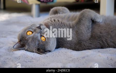 Un beau chat bleu de shorthair britannique se trouve sur son dos et regarde la caméra Banque D'Images