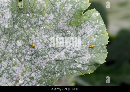 Un coccinellidae de 22 taches, Psyllogora vigntiduopunctata, famille des Coccinellidae mangeant du mildiou poudreux sur le feuillage des courgettes.Insecte adulte et larve sur zucchini Banque D'Images