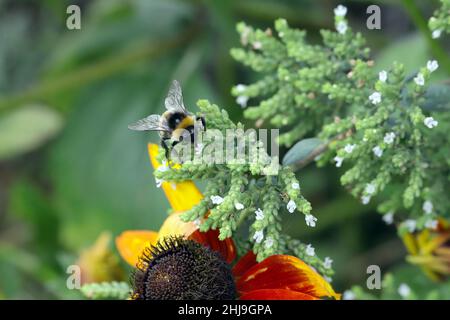 Abeilles sauvages dans les hangars ornementaux et les herbes à fleurs (origan grec) dans le jardin. Banque D'Images