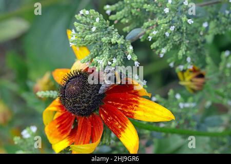 Abeilles sauvages dans les hangars ornementaux et les herbes à fleurs (origan grec) dans le jardin. Banque D'Images
