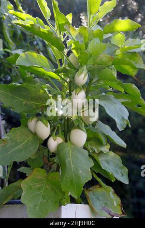 Aubergines blanches japonaises dans un jardin. Banque D'Images