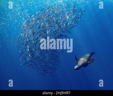 Un lion de mer de Californie, Zalophus californianus, a une école de maquereau du Pacifique, Scomber japonicus, dans une balle serrée.Baie de Magdalena, Baja Californie Banque D'Images