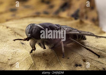 Gros plan d'une mouche à cheval Tabanidae sur une feuille Banque D'Images