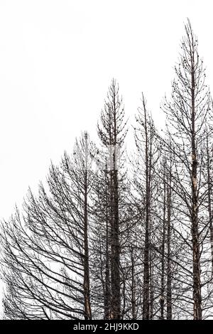 PIN tordu, Pinus contorta, rees tué par un incendie de forêt en 1988 dans le parc national de Grand Teton, Wyoming, États-Unis Banque D'Images