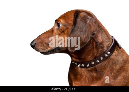 Prise de vue horizontale d'un dachshund rouge en regardant de l'appareil photo vers la gauche.Isolé sur blanc. Banque D'Images
