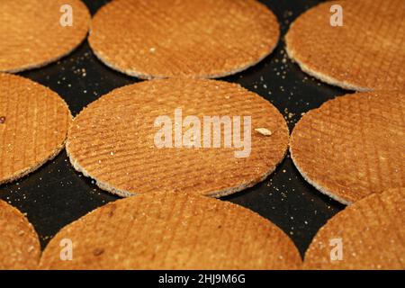 Gros plan sur de nombreux biscuits de stropwafel hollandais (gaufres au sirop) fraîchement cuits, forme ronde traditionnelle, sur une plaque de cuisson, vue en grand angle Banque D'Images