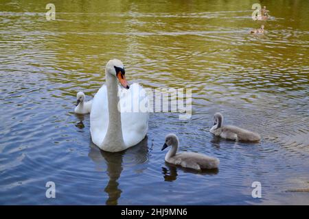 Cygne muet adulte et trois cygnets nageant dans l'étang Banque D'Images