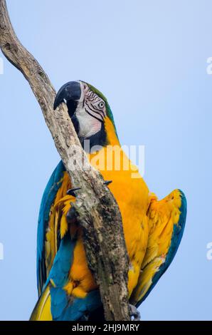 La macaw bleu-et-jaune (Ara ararauna), monte sur une branche sèche avec l'aide de son bec, Banque D'Images