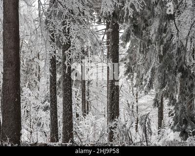 Forêt enneigée dans les Vosges.Le brouillard couvre les montagnes.Une couche de givre se forme sur les arbres.Beauté de la nature. Banque D'Images