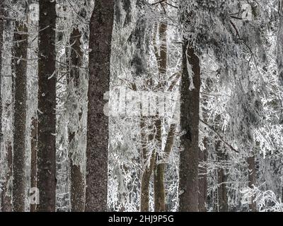 Forêt enneigée dans les Vosges.Le brouillard couvre les montagnes.Une couche de givre se forme sur les arbres.Beauté de la nature. Banque D'Images