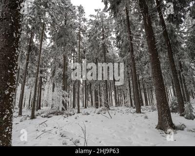 Forêt enneigée dans les Vosges.Le brouillard couvre les montagnes.Une couche de givre se forme sur les arbres.Beauté de la nature. Banque D'Images