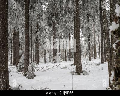 Forêt enneigée dans les Vosges.Le brouillard couvre les montagnes.Une couche de givre se forme sur les arbres.Beauté de la nature. Banque D'Images