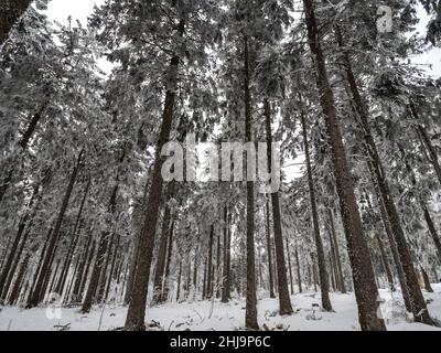 Forêt enneigée dans les Vosges.Le brouillard couvre les montagnes.Une couche de givre se forme sur les arbres.Beauté de la nature. Banque D'Images