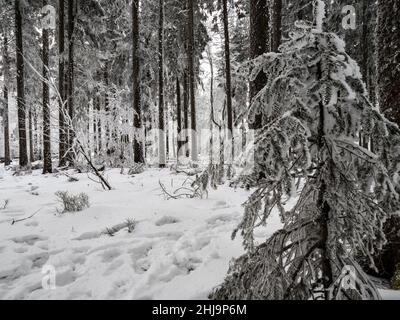 Forêt enneigée dans les Vosges.Le brouillard couvre les montagnes.Une couche de givre se forme sur les arbres.Beauté de la nature. Banque D'Images