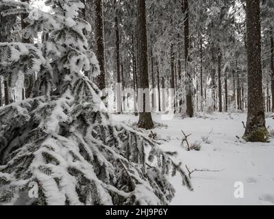 Forêt enneigée dans les Vosges.Le brouillard couvre les montagnes.Une couche de givre se forme sur les arbres.Beauté de la nature. Banque D'Images