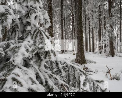 Forêt enneigée dans les Vosges.Le brouillard couvre les montagnes.Une couche de givre se forme sur les arbres.Beauté de la nature. Banque D'Images