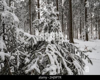 Forêt enneigée dans les Vosges.Le brouillard couvre les montagnes.Une couche de givre se forme sur les arbres.Beauté de la nature. Banque D'Images