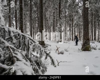 Forêt enneigée dans les Vosges.Le brouillard couvre les montagnes.Une couche de givre se forme sur les arbres.Beauté de la nature. Banque D'Images