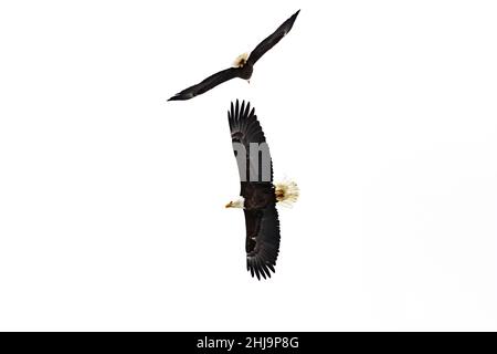 Pygargues à tête blanche, Haliaeetus leucocephalus, interagissant au-dessus du parc national de Grand Teton, Wyoming, États-Unis Banque D'Images