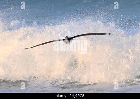 Pacific Grove, Californie, États-Unis.27th janvier 2022.Pelican Air surfant sur les vagues de l'océan Pacifique.(Credit image: © Rory Merry/ZUMA Press Wire) Banque D'Images