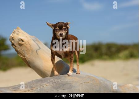 La photo montre un petit chien de la race Chihuahua.Le chien est brun.Sur le fond du ciel bleu et il y a un animal sur un tronc d'arbre. Banque D'Images