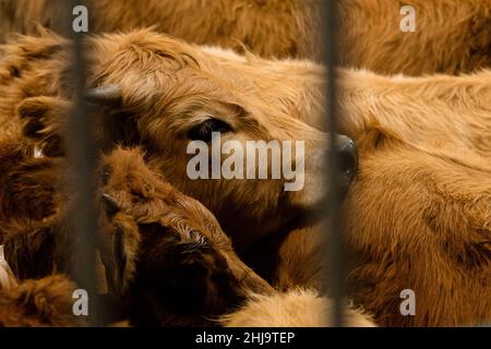 Groupe de jeunes vaches enfermées dans une cage et un portrait du visage Banque D'Images