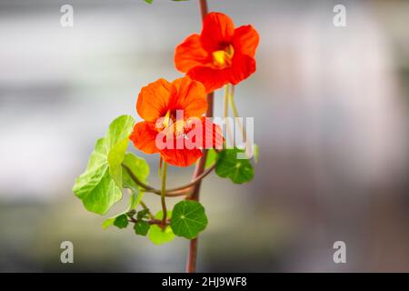 Fleurs microvertes comestibles en fleurs d'orange dans un jardin de printemps de serre lumineux. Banque D'Images