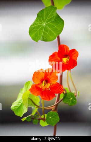 Fleurs microvertes comestibles en fleurs d'orange dans un jardin de printemps de serre lumineux. Banque D'Images