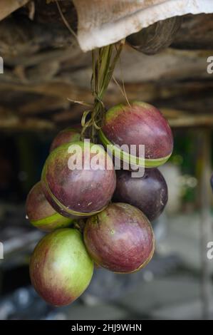 La photo montre plusieurs fruits tropicaux violets.Un fruit est coupé ouvert et l'intérieur est visible.Le fruit Caimito est originaire de la jungle du Repu dominicain Banque D'Images